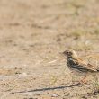 Pipit farlouse